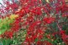 red Plant Holly, Black alder, American holly photo