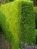 dzeltens Augs Leyland Ciprese foto