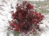 bordo Bitki Kırmızı-Havlamaya Kızılcık, Kızılcık Ortak fotoğraf