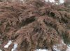 ჯგუფი გამწვანების Siberian ხალიჩა Cypress