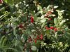 groen Plant Zilver Buffels Berry, Foamberry Soapberry, Soopalollie, Canadese Buffaloberry foto