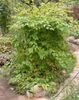 зелен Биљка Степханандра фотографија