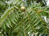 зелен Растение Орех снимка