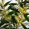 jaune Pot de fleurs Acacia photo (Des Arbustes)