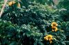 жовтий Кімнатний квітка Спатодея (Африканське Тюльпанове Дерево) фото (Дерево)