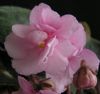 ვარდისფერი ყვავილების African Violet ფოტო (ბალახოვანი მცენარე)