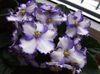 hvid Blomst African Violet foto (Urteagtige Plante)