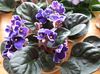 lilla Blomst African Violet bilde (Urteaktig Plante)