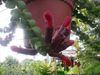 sarkans Zieds Agapetes foto (Karājas Augs)
