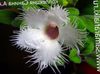 hvid Pot Blomst Alsobia foto (Hængende Plante)