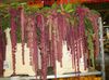 红葡萄酒 盆花 苋，爱的谎言出血，kiwicha 照片 (草本植物)