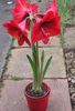 sarkans Zieds Amaryllis foto (Zālaugu Augs)