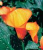 oranžový Kvetina Arum Ľalia fotografie (Trávovitý)