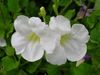 bijela Saksiji Cvijet Asystasia foto (Grmovi)