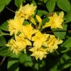 amarillo Flor Azaleas, Pinxterbloom foto (Arbustos)