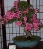рожевий Квітка Азалія (Рододендрон) фото (Чагарник)