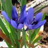 gaiši zils Zieds Paviāns Ziedu, Baboon Sakne foto (Zālaugu Augs)