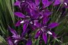 фиолетовый Цветок Бабиана фото (Травянистые)
