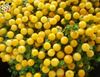 żółty Kwiat Nertera zdjęcie (Trawiaste)