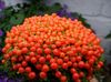 red Flower Bead Plant photo 