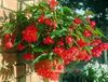 rød Blomst Begonia foto (Urteagtige Plante)