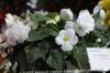 vit Blomma Begonia foto (Örtväxter)
