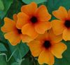 помаранчевий Квітка Тунбергия фото (Ліана)