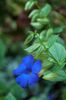 albastru deschis Floare Ochi Negru Susan fotografie (Liană)