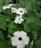 alb Floare Ochi Negru Susan fotografie (Liană)