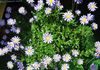 lyseblå Pot Blomst Blå Daisy foto (Urteagtige Plante)