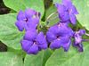 紫丁香 蓝色鼠尾草，蓝色Eranthemum