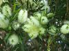 белый Цветок Каллистемон (Краснотычинник) фото (Кустарники)