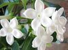 Svatební Kytice, Madagaskar Jasmín, Vosk Květina, Věnec Květina, Floradora, Havajský Svatební Květiny