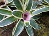 lilac Bromeliad