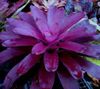 purper Bloem Bromelia foto (Kruidachtige Plant)