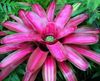 ružičasta Cvijet Bromeliad foto (Zeljasta Biljka)