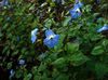 albastru deschis Floare Browallia fotografie (Planta Erbacee)