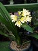 galben Oală Flori Bush Crin, Boslelie fotografie (Planta Erbacee)