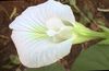 beyaz Saksı çiçekleri Kelebek Bezelye fotoğraf (Tropik Sarmaşık)