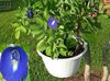 tamsiai mėlyna Puodo gėlė Drugelis Žirnių nuotrauka (Liana)