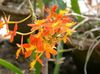 appelsína Blóm Hnappagat Orchid mynd (Herbaceous Planta)