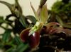 marrom Flor Buttonhole Orchid foto (Planta Herbácea)