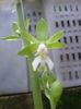 grön Blomma Calanthe foto (Örtväxter)