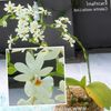 balts Zieds Calanthe foto (Zālaugu Augs)