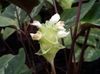 valkoinen Potin kukka Calathea, Seepra Kasvi, Riikinkukko Kasvi kuva (Ruohokasvi)