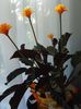arancione Vaso di fiori Calathea, Pianta Zebra, Impianto Di Pavone foto (Erbacee)
