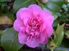 қызғылт Гүл Camellia фото (Ағаш)
