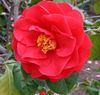 rød Camellia