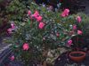 rosa Blomma Camellia foto (Träd)