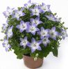 açık mavi Saksı çiçekleri Campanula, Bellflower fotoğraf (Asılı Bitki)